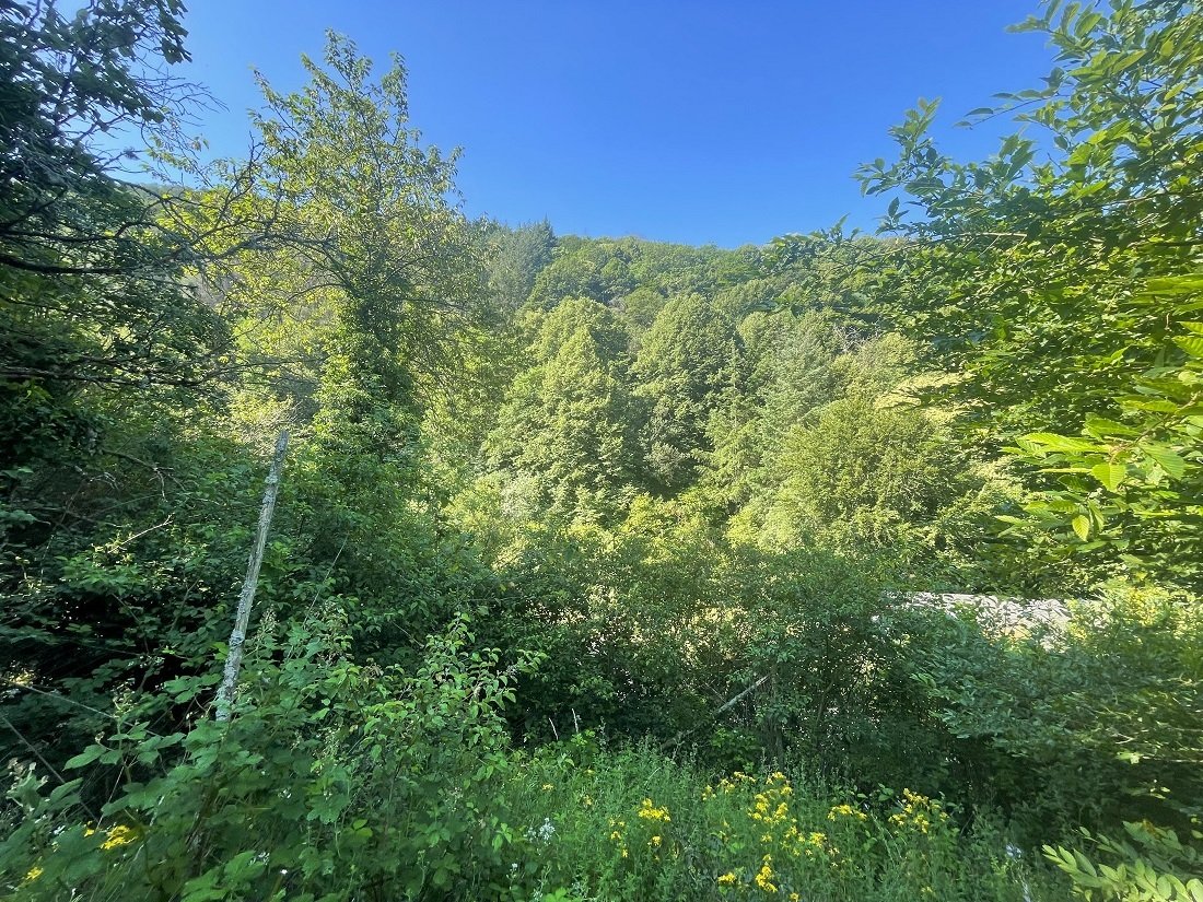 schöne Sicht vom Freizeitgrundstück in den Wald 