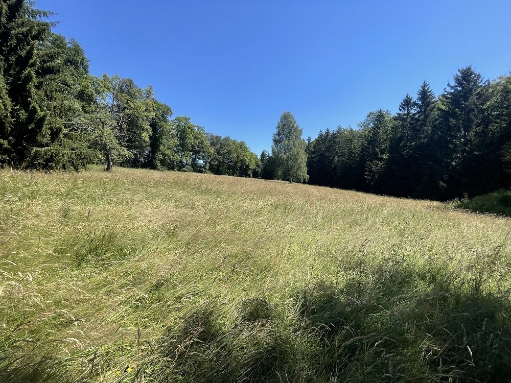 5,3 ha Land am Haus (optimal für Tierhaltung / Pferde)