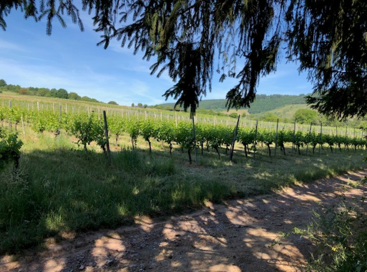 Die Weinberge Die Weinberge