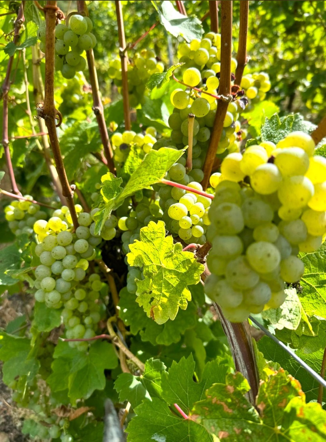 Das Gold der Mosel Das Gold der Mosel